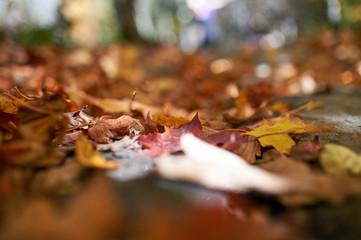 Dry autumn leaves on ground 