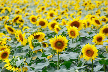 Sunflower field background