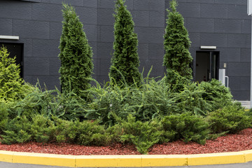 shrubs in a landscape decoration