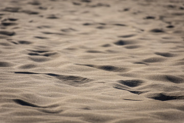 Sable