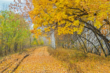 road in a autumn forest