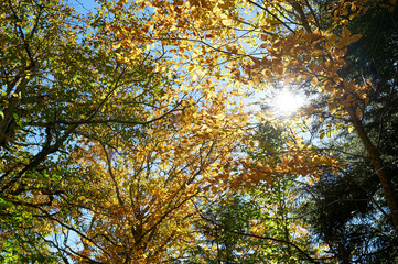 Sun shining through yellow leaves in autumn