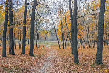 road in a autumn forest