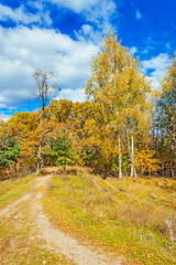road in a autumn forest
