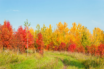 road in a autumn forest