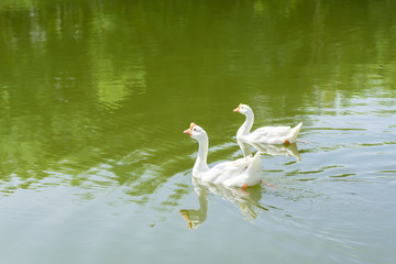 Two white goose swimming together in the river