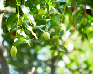 olives on the tree