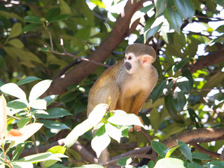 コモンリスザル