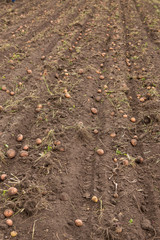 Agricultural field on which potatoes are harvesting.