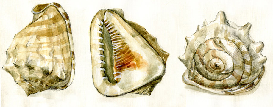 sea shell