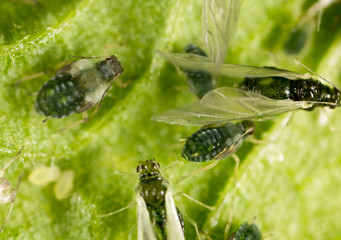 Aphids on a green leaf in nature