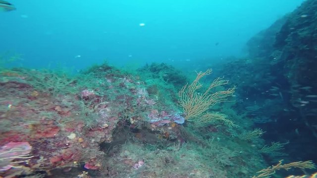 Pesci, scogli e una gorgonia bianca 
