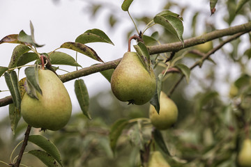 Pears