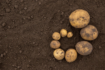 Textures plenty of fresh unpeeled potatoes harvested from the field. Gradient on soil. From big to small.