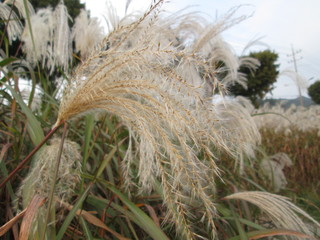 갈대