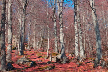 Pyrenean Forest in winter, France