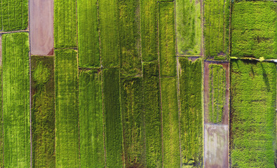 Beautiful pattern of paddy field captured from a drone.