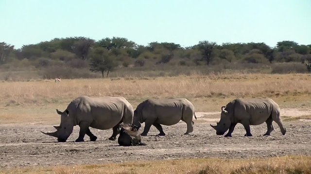 a group of rhinos in the rhino sancturary in botswana