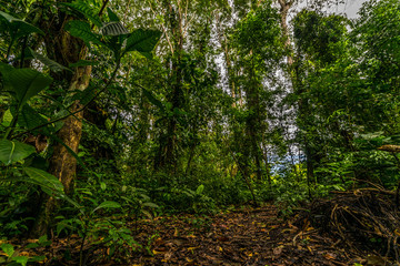 Dunkler Regenwald in Costa Rica