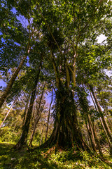 Fototapeta premium Risiger Baum im Regenwald von Costa Rica