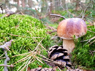 Detail shot of beautiful edible boletus edulis mushroom