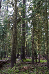 The woods, Oregon