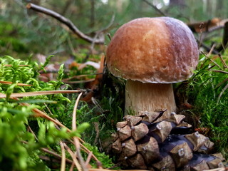 Detail shot of beautiful edible boletus edulis mushroom