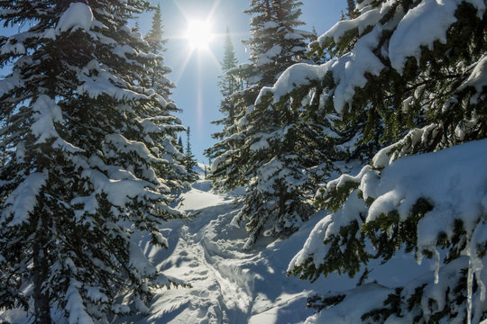 Fototapeta Mysterious winter landscape mountains in winter trees covered snow