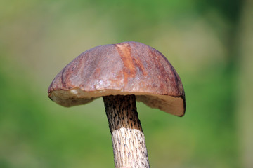 женщина собирает грибы 