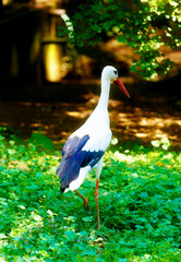 bird stork. Green nature background. White and black bird.