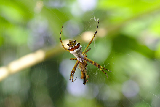 Aranha capturando grilo