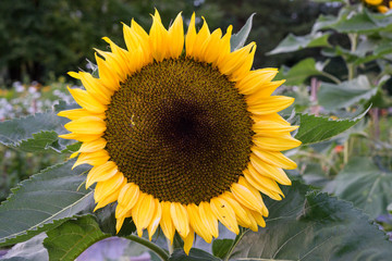 Big sunflower in garden dark sky evening