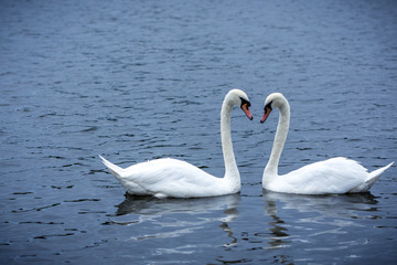 Obraz premium Swans forming a heart
