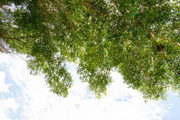 green leaf of tree top and blue sky