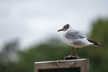 Pigeon close up in Hyde park