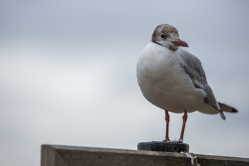 Pigeon close up in Hyde park