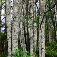 Tree trunk in Pyrenees, France