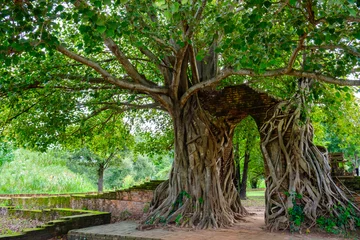 Papier Peint photo Lavable Arbres Gate of time. Arch of bodhi Tree. Unseen Thailand at Wat Phra Ngam, Phra Nakhon Si Ayutthaya, Thailand.