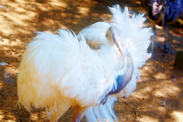 Bird ostrich and Blur background. Struthio camelus.