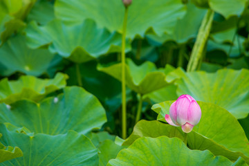 연꽃