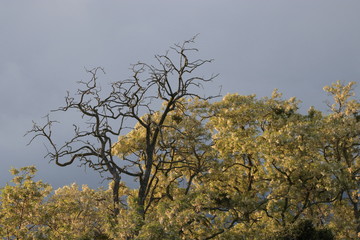 Dead and living trees in spring