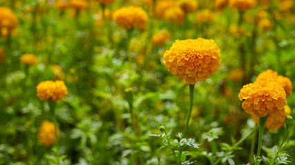 Obraz premium Yellow Marigolds flowers