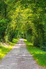 Der weg im Wald - Goldiger Herbst