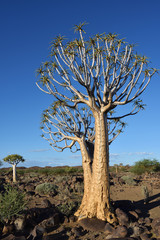 Quiver Tree Forest Namibia