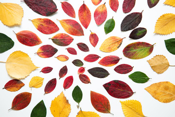 Background of autumn leaves. Bright red, green and yellow leaves on white 