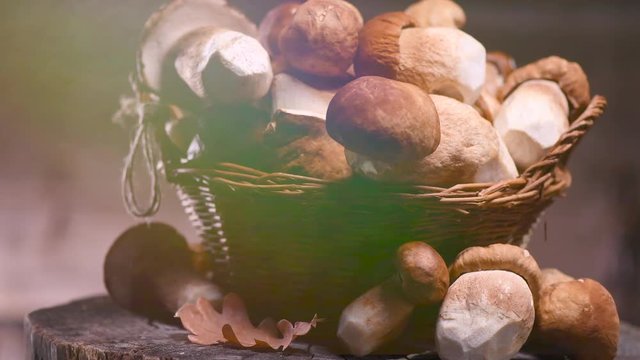 Ceps mushroom. Boletus closeup on wooden rustic table. Rotation 360 degrees. 4K UHD video 3840X2160