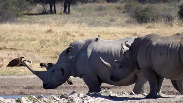 a group of rhinos in the rhino sanctuary in botswana