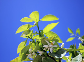 Obraz premium Orange blossom (Citrus sinensis) with leafs against the sky