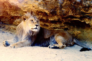 Beautiful Lion resting in the sunshine. rock background.