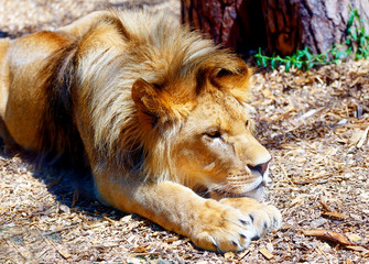 Beautiful Lion resting in the sunshine. blur background.